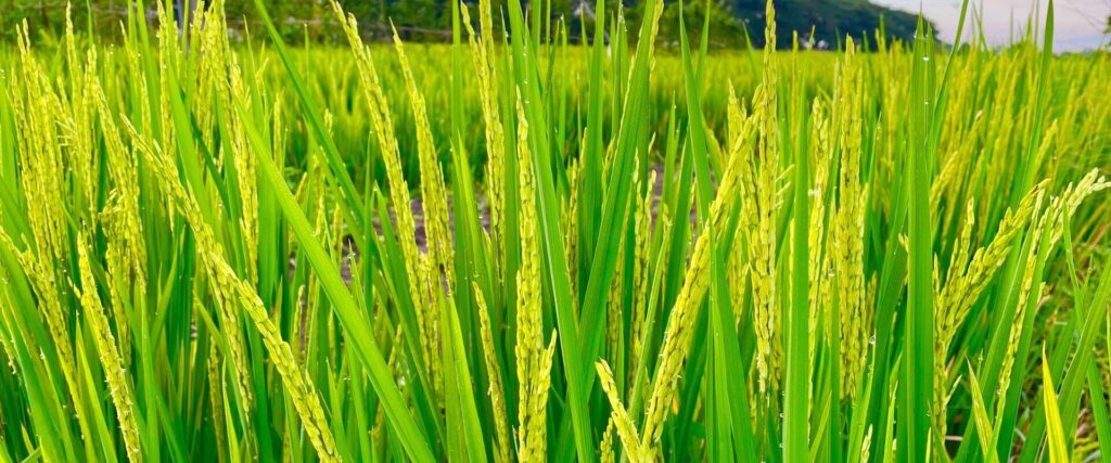 Malaysia_HariGawai_2025_1920_800_page